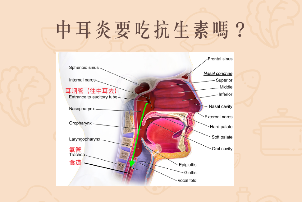 Read more about the article 小知識｜中耳炎要吃抗生素嗎？