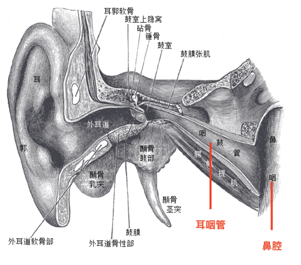 症狀｜中耳炎 - 保健管家