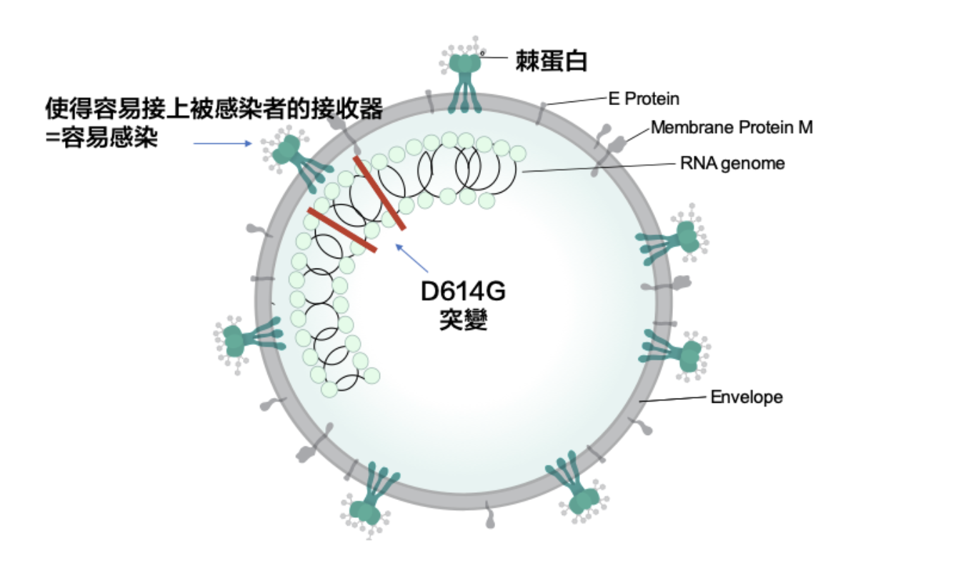 Read more about the article 新知識｜2019新型冠狀病毒大型突變，D614G傳染加速