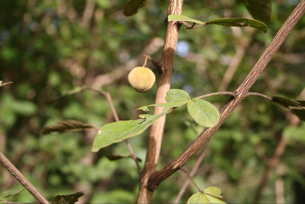 聖潔莓多生長於熱帶與亞熱帶地區，有一些品種原生於紐西蘭地區，它原編在馬鞭草科下。