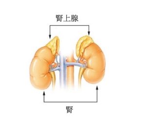 腎上腺是一個坐在腎臟上面的腺體